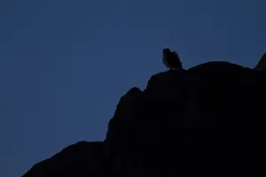 Bubo Prints: Woestijnoehoe, Pharaoh Eagle-Owl, Bubo ascalaphus
