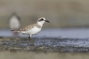 Images Dated 1st February 2013: Woestijnplevier, Greater Sand-Plover, Charadrius leschenaultii