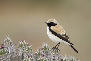 Woestijntapuit Prints: Woestijntapuit, Desert Wheatear, Oenanthe deserti homochroa