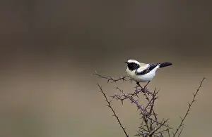 Woestijntapuit Prints: Woestijntapuit, Desert Wheatear, Oenanthe deserti