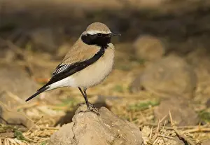 Woestijntapuit Prints: Woestijntapuit, Desert Wheatear, Oenanthe deserti