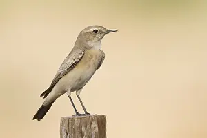 Woestijntapuit Prints: Woestijntapuit, Desert Wheatear, Oenanthe deserti
