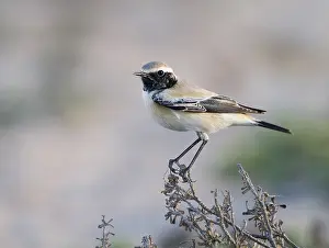Woestijntapuit Prints: Woestijntapuit, Desert Wheatear, Oenanthe deserti