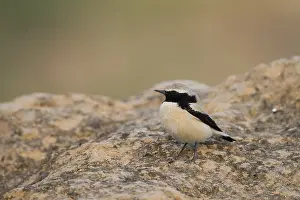 Woestijntapuit Prints: Woestijntapuit, Desert Wheatear, Oenanthe deserti