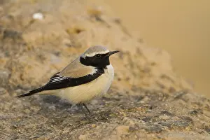 Woestijntapuit Prints: Woestijntapuit, Desert Wheatear, Oenanthe deserti