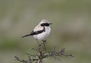 Woestijntapuit Prints: Woestijntapuit, Desert Wheatear, Oenanthe deserti
