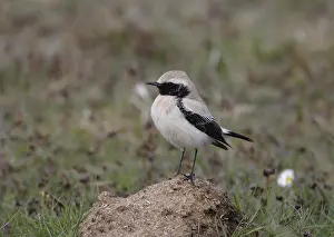 Woestijntapuit Prints: Woestijntapuit, Desert Wheatear, Oenanthe deserti