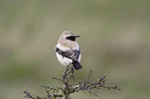 Woestijntapuit Prints: Woestijntapuit, Desert Wheatear, Oenanthe deserti