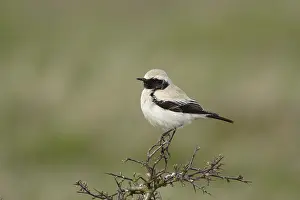 Woestijntapuit Prints: Woestijntapuit, Desert Wheatear, Oenanthe deserti
