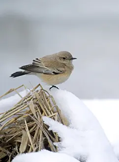 Woestijntapuit Prints: Woestijntapuit, Desert Wheatear, Oenanthe deserti