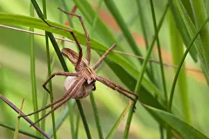 Images Dated 26th May 2014: wolfspin, wolf spider