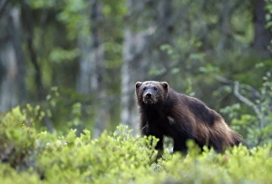 Images Dated 7th June 2019: Wolverine, Gulo Gulo
