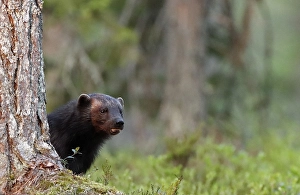 Images Dated 7th June 2019: Wolverine, Gulo Gulo