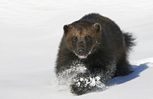 Images Dated 22nd March 2021: Wolverine, Gulo Gulo