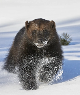 Images Dated 22nd March 2021: Wolverine, Gulo Gulo