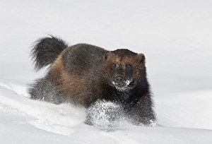 Images Dated 22nd March 2021: Wolverine, Gulo Gulo