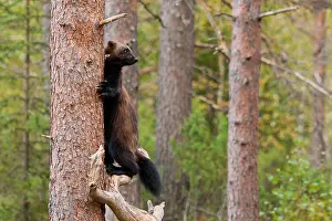 Mustelidae Prints: Wolverine, Gulo gulo