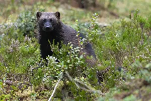 Bushes Prints: Wolverine, Gulo gulo
