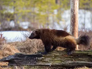 Images Dated 8th May 2022: Wolverine, Gulo gulo