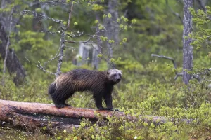 Finland Prints: A wolverine, Gulo gulo, standing on a dead log