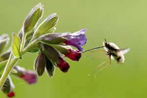 Insekten Prints: Wolzwever, Bee-fly, Bombylius spec