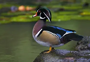 Images Dated 21st October 2006: Wood Duck, Aix sponsa