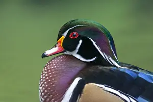 Images Dated 21st October 2006: Wood Duck, Aix sponsa