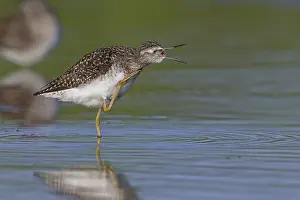 Shorebirds Prints: Wood Sandpiper