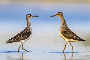 Images Dated 21st April 2017: Wood Sandpiper, Bosruiter, Tringa glareola