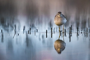 Images Dated 13th April 2018: Wood Sandpiper, Tringa glareola