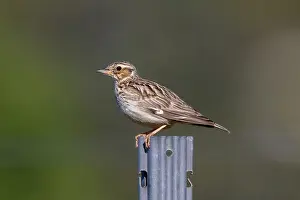 2023 Prints: Woodlark, Lullula arborea