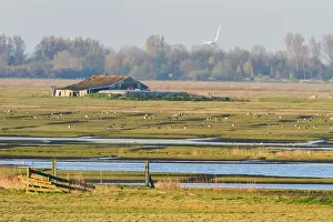Weidevogelgebied Prints: Workumerwaard, Netherlands