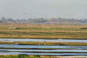 Weidevogelgebied Prints: Workumerwaard, Netherlands