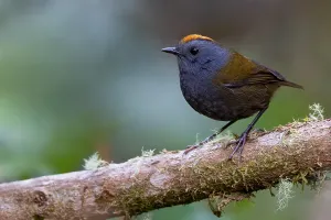 Images Dated 11th March 2020: Wrenthrush, Zeledonia coronata