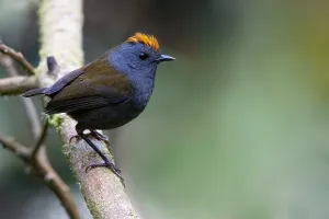 Images Dated 11th March 2020: Wrenthrush, Zeledonia coronata