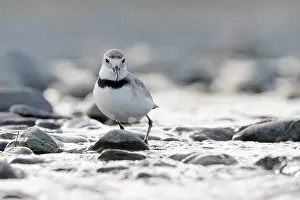 Wierd Looking Prints: Wrybill, Anarhynchus frontalis