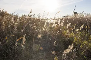 Duijvenboden Prints: Wuivend riet; Reedbed