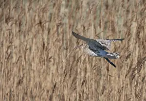 Images Dated 8th April 2007: Wulp, Eurasian Curlew, Numenius arquata