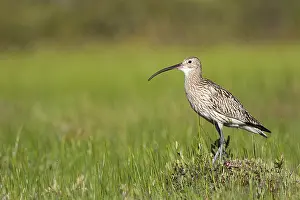2016 Prints: Wulp, Eurasian Curlew, Numenius arquata suschkini