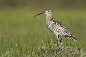 2016 Prints: Wulp, Eurasian Curlew, Numenius arquata suschkini