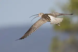 2016 Prints: Wulp, Eurasian Curlew, Numenius arquata suschkini