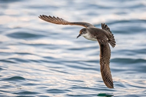 January Prints: Yelkouan Shearwater, Puffinus yelkouan