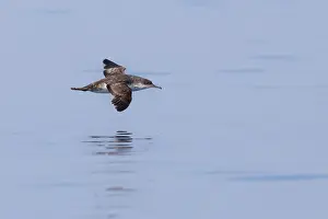 2022 Prints: Yelkouan shearwater, Puffinus yelkouan