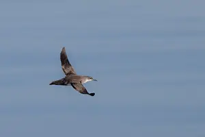 2022 Prints: Yelkouan shearwater, Puffinus yelkouan