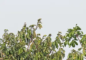 Costa Rica Prints: Yellow-billed Cotinga, Carpodectes antoniae
