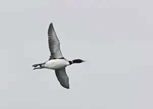 Yellow Billed Prints: Yellow-billed Diver, Gavia adamsii