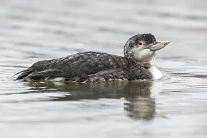 Yellow Billed Prints: Yellow-billed Diver, Gavia adamsii