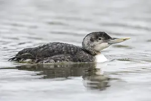 Yellow Billed Prints: Yellow-billed Diver, Gavia adamsii