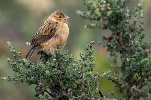 Euplectes Prints: Yellow Bishop, Euplectes capensis