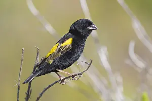 Euplectes Prints: Yellow Bishop, Euplectes capensis